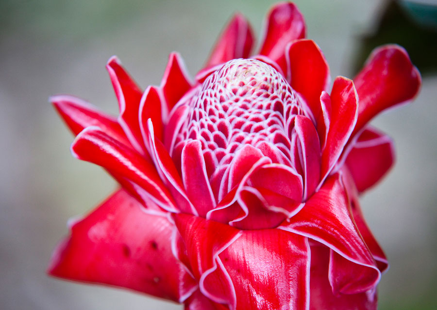 Heliconia and other beautiful and bizarre plants of Costa Rica